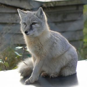 Corsac Fox - 16 October 2016