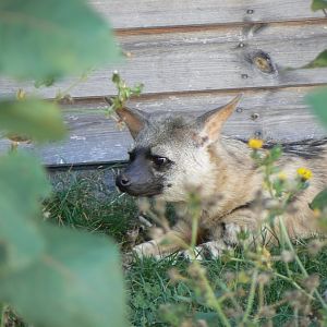 Eastern Aardwolf - 16 October 2016