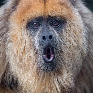 Female Black Howler - 27/10/2016