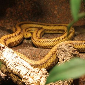 Pantherophis obsoleta