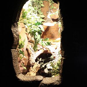 Enclosure Pantherophis obsoleta