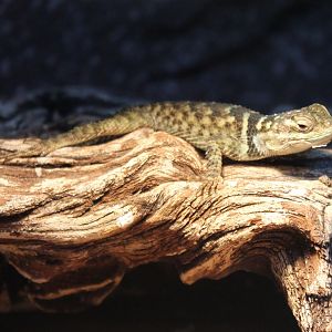 Blue spiny lizard - Sceloporus cyanogenys
