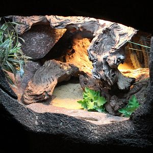 Enclosure Blue spiny lizard