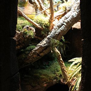 Enclosure Eastern casquehead iguana