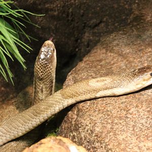 Monocled cobras - Naja kahouthia