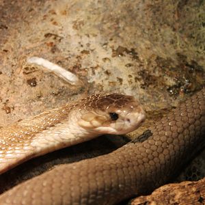 Monocled cobra - Naja kahouthia