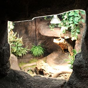 Enclosure Monocled cobra