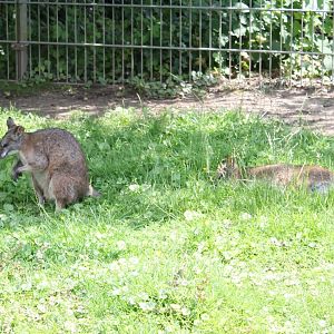 Red-necked wallabies