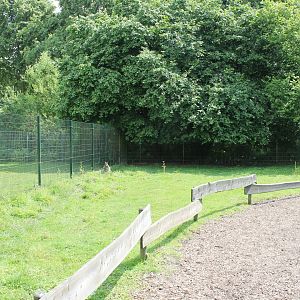 Part of Wallaby-walk-through