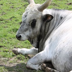 Hungarian steppe cattle