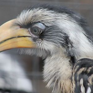 IMG_0329 Young Eastern yellow-billed hornbill