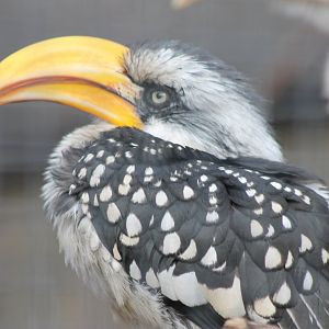 Adult Eastern yellow-billed hornbill