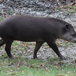 Lowland tapir