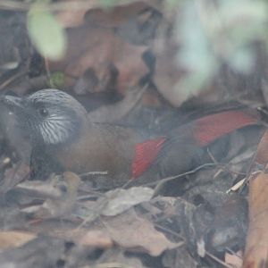Red-winged laughingthrush