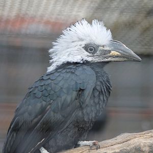 White-crested hornbill