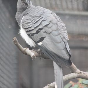 White-bellied go-away bird - Male