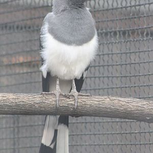 White-bellied go-away bird - Female