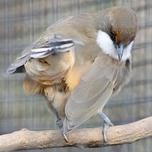 White-throated laughingthrush
