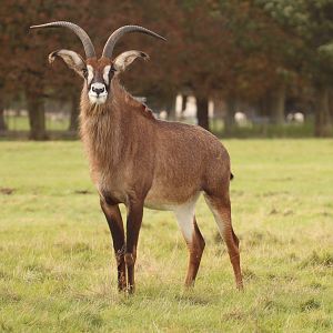 Roan Antelope, Oct 2016
