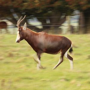 Blesbok, Arizona Docent style, Oct 2016