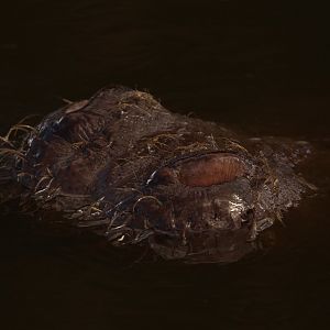 Common Hippo, Oct 2016