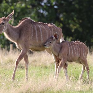 Greater Kudu, with calf, Oct 2016