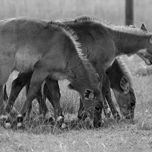Young Nilgai, Oct 2016