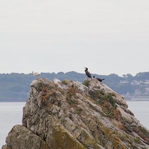 Wild Great Cormorants and European Herring Gull