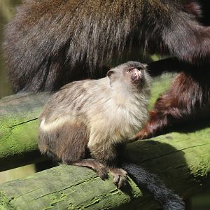 Black-Tailed Marmoset