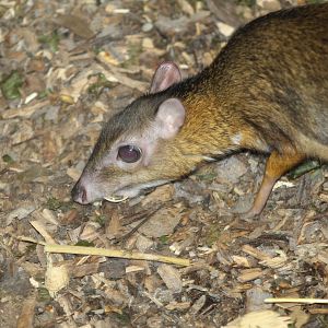 Lesser Malay Chevrotain