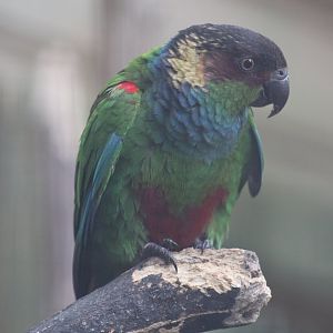 Blue-Throated Conure