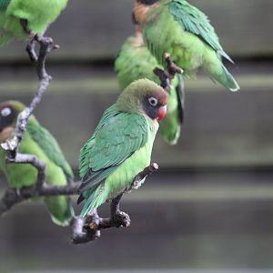 Black-Cheeked Lovebird