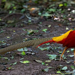 Golden pheasant : Paignton : 17 Oct 2016