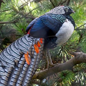 Lady Amherst’s pheasant : Paignton : 17 Oct 2016