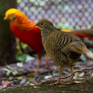 Golden pheasant : Paignton : 17 Oct 2016