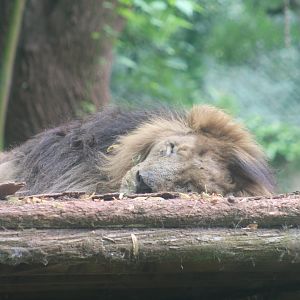 Asiatic Lion