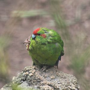 Red-Crowned Kākāriki