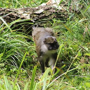 Allen's Swamp Monkey