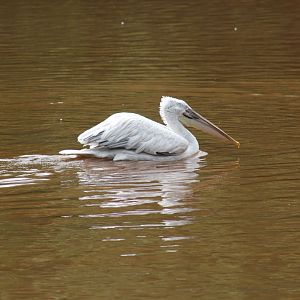 Dalmatian Pelican