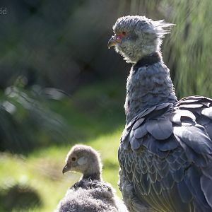 Southern screamer : Paignton : 17 Oct 2016