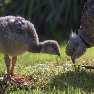 Southern screamer : Paignton : 17 Oct 2016