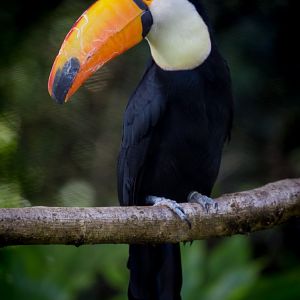 Toco toucan : Paignton : 17 Oct 2016