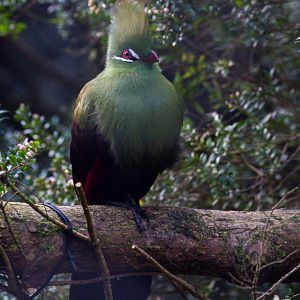 Green turaco : Paignton : 17 Oct 2016