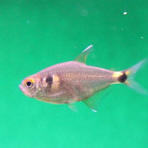 Hemigrammus ocellifer