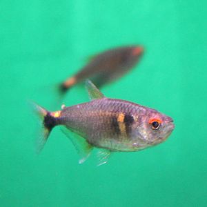 Hemigrammus ocellifer