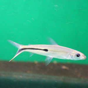 Hemiodopsis gracilis