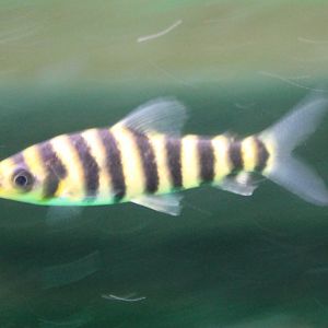 Leporinus affini