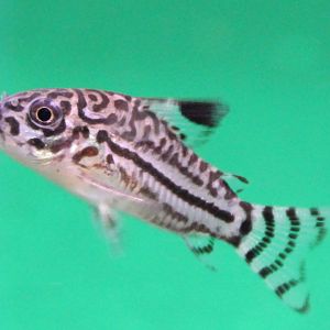 Corydoras trilineatus