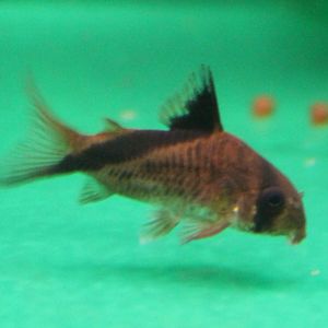 Corydoras metea
