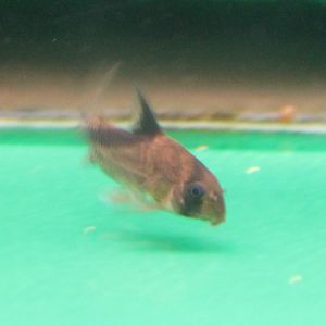 Corydoras metea